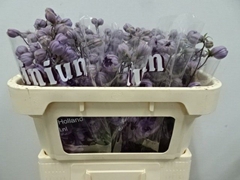 Delphinium Double Dewi Maria Rosa 65cm