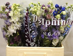 Delphinium Double Mix 60cm
