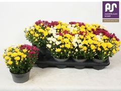 Chrysanth Mix 13Ø 24cm