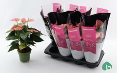 Anthurium Sweet Dream 14Ø 45cm
