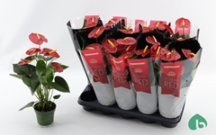 Anthurium Royal Champion 12Ø 45cm