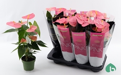 Anthurium Colorado 14Ø 50cm