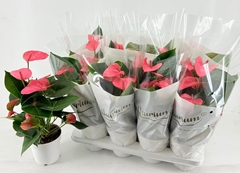 Anthurium Pink Champion 14Ø 50cm