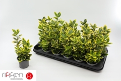 Euonymus Japonicus Marieke 9Ø 12cm