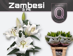 Lily Oriental Zambesi 85cm 3+