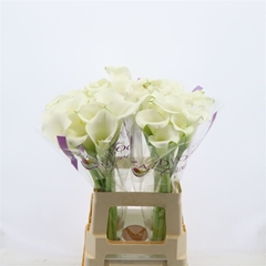 Zantedeschia Whitehorse 65cm