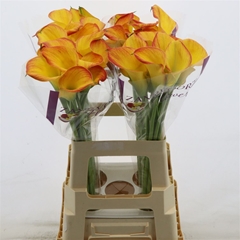 Zantedeschia Cumbia 65cm