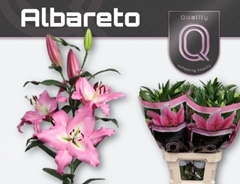 Lily Oriental Albareto 95cm 4+