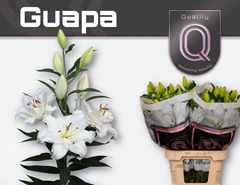 Lily Oriental Double Guapa 90cm 5+