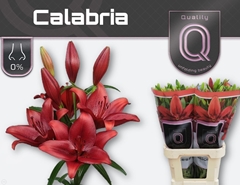 Lily La Calabria 90cm 4+