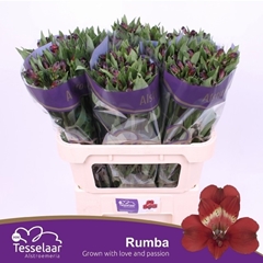 Alstroemeria Rumba 75cm 80gr.