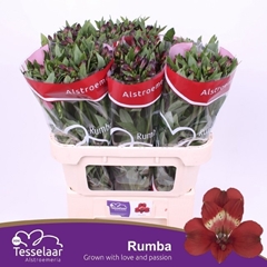 Alstroemeria Rumba 75cm 60gr.