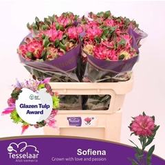 Alstroemeria Fashionista Sofiena 70cm 65gr.