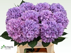 Hydrangea Royal Benefit 80cm 18-20cm Hd