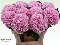 Hydrangea Verena 80cm 20-22cm Hd