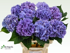 Hydrangea Royal Love 60cm 16-18cm Hd