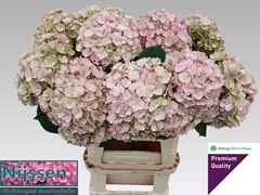 Hydrangea Adora Classic 80cm 20-22cm Hd