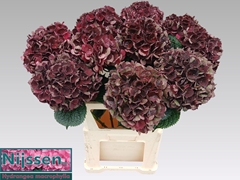 Hydrangea Dark Ruby Classic 60cm 16-18cm Hd