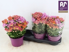 Chrysanth Sollinea 19Ø 35cm