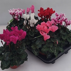 Cyclamen Midi Super Serie Macro 13Ø 30cm