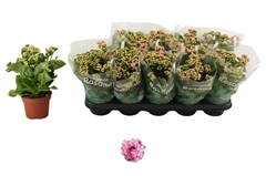 Kalanchoe Double Rosalina Alano Bicolor 12Ø 27cm