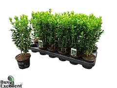 Buxus Sempervirens 9Ø 27cm