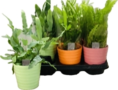 Ferns Mix 12Ø 30cm