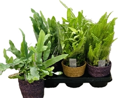 Ferns Mix 12Ø 30cm