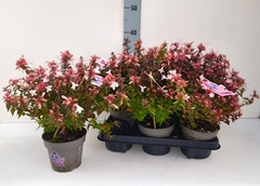 Abelia Grandiflora 13Ø 35cm