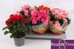 Begonia Double Mix 13Ø 26cm