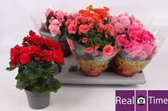 Begonia Double Mix 13Ø 28cm