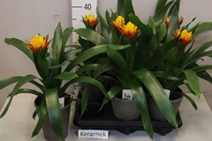 Guzmania Joyce 12Ø 30cm