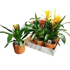 Bromelia Mix 12Ø 35cm