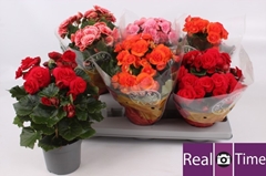 Begonia Double Mix 13Ø 28cm