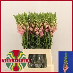 Antirrhinum Potomac Pink 65cm