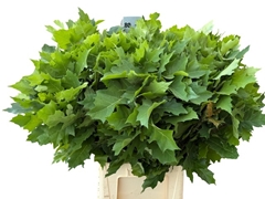 Quercus Rubra 80cm