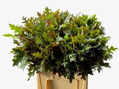 Quercus Palustris 60cm