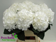 Hydrangea White Verena 90cm 21-23cm Hd