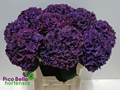 Hydrangea Rubyred Purple 80cm 19-21cm Hd