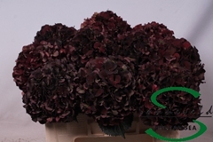 Hydrangea Dark Ruby Classic 50cm 15-17cm Hd