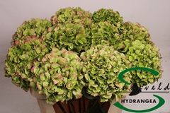 Hydrangea Verena Classic 75cm 19-21cm Hd