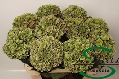 Hydrangea Rodeo Red Classic 75cm 18-20cm Hd