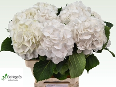 Hydrangea White Verena 60cm 16-18cm Hd