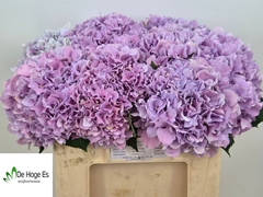 Hydrangea Royal Benefit 50cm 15-17cm Hd