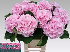 Hydrangea Verena 80cm 20-22cm Hd