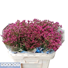 Limonium Fenix Diamond 60cm 25gr.