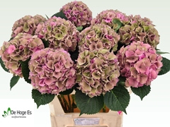 Hydrangea Royal Palace Classic 80cm 18-20cm Hd