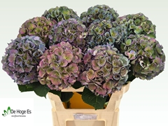 Hydrangea Royal Crown Classic 80cm 20-22cm Hd