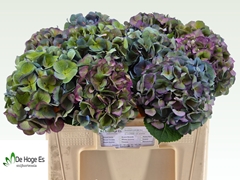 Hydrangea Royal Crown Classic 50cm 18-20cm Hd