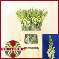 Antirrhinum Potomac Early White 70cm